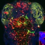 Having Trouble Sleeping? Israeli Researchers Discover Tiredness Mechanism