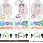 Gut Microbes May Drive Weight Gain after Smoking Cessation