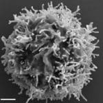 Cell Brakes: Some Assembly Required