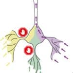 Century-old assumption regarding neurons and brain activity disproved