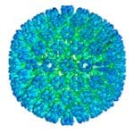 Study: Epstein-Barr virus can cause multiple sclerosis