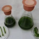 TAU helps crack mystery of photosynthesis in fast-growing algae