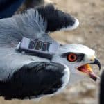 Big-data analyses of animal movements can help environment – Israeli-led study