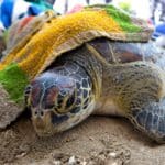 Global wildlife decline could be worse than feared, study says