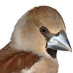 Males Are the Real Fashion Trendsetters, When It Comes to Songbirds