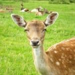 Stay on the sunny side: Optimistic animal foragers have better lives in behavior model