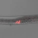 Tel Aviv University researchers use worms to demonstrate that epigenetic inheritance of sexual attractiveness can impact the evolutionary process