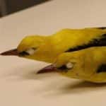 Study: Birds in Israel may be changing shape in response to global warming
