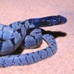 One in every five species of reptiles worldwide is facing extinction, study finds