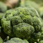 Could broccoli hold the cure to bacterial resistance to antibiotics?