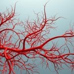 Scientists Discover That Blood Vessels Remember Their Origins