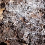 Student harnesses fungi to create sustainable building material