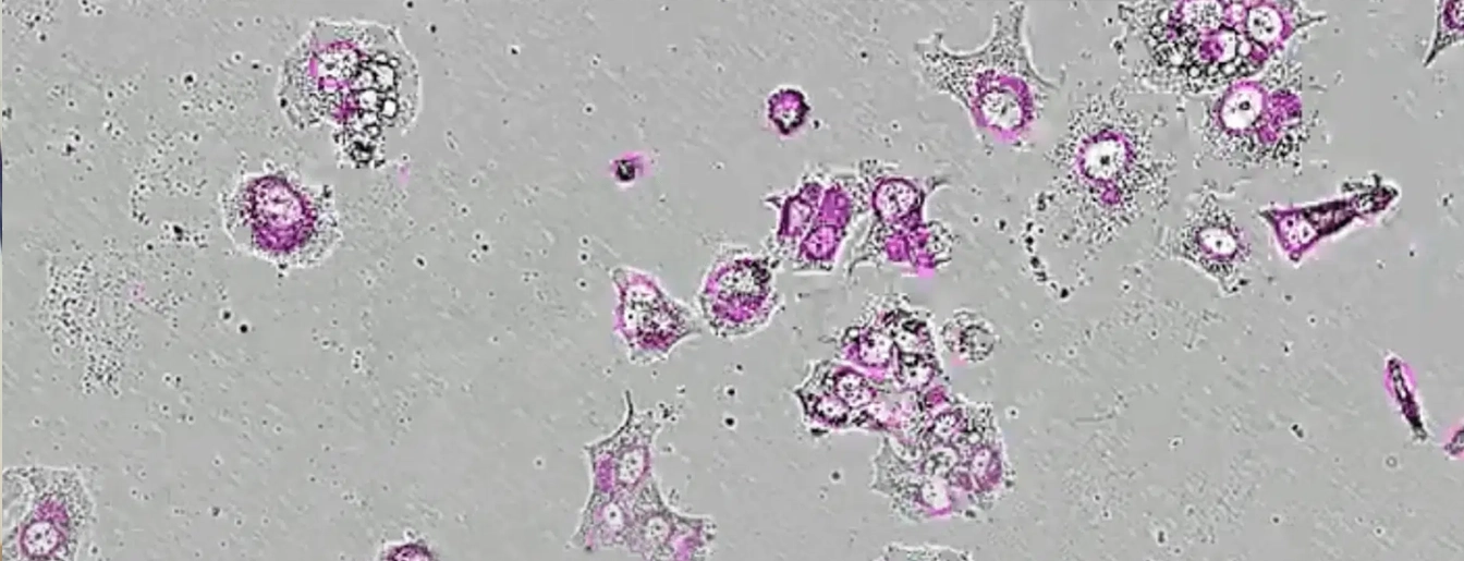 The Oren Lab – Cancer Persister Cells Lab Image