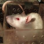 Clearmind psychoactive drug shows positive results for cocaine use disorder