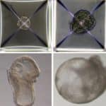 Israeli Scientist Creates World’s First Synthetic Embryo Using Just Stem Cells