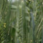Israeli study: Pest defenses in wild wheat can help save cultivated species