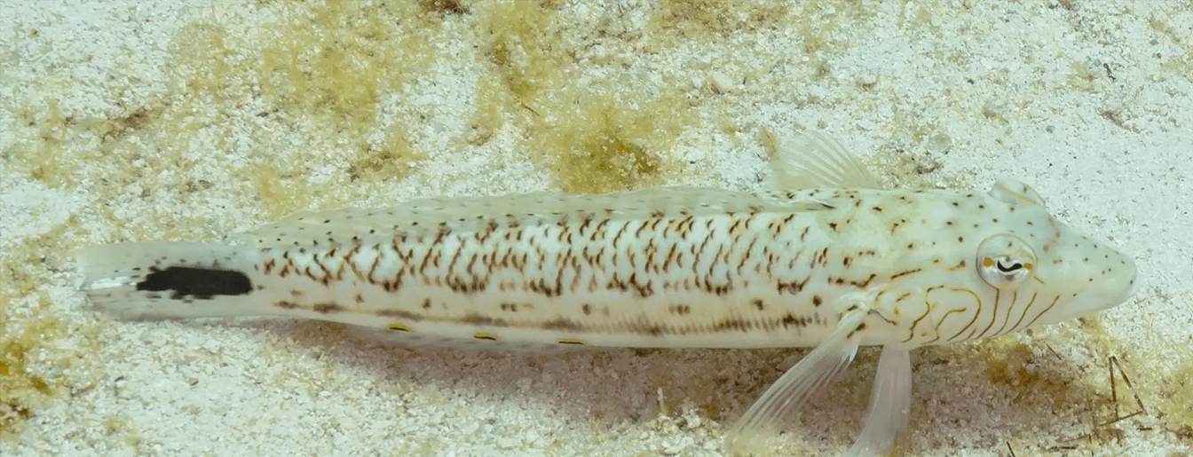 Marine Ecology and Ocean Health Lab Lab Image