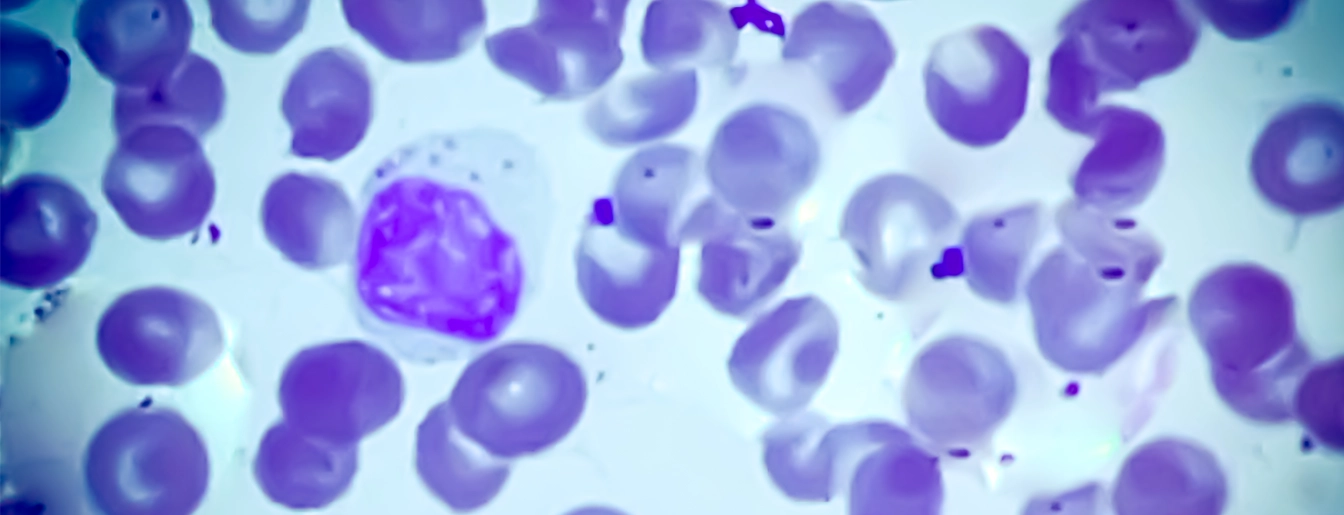Liron David Lab Lab Image