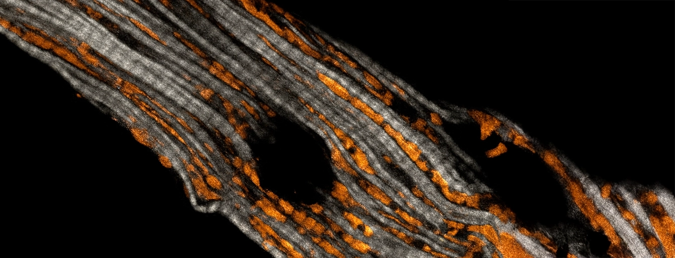 The REBELab Lab Image