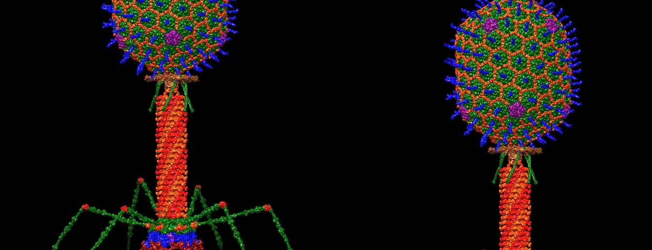 The Human Virome Lab Lab Image