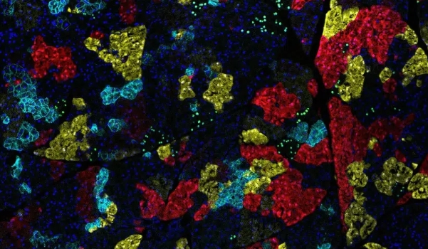 Geffen_Kleinstein_Lab