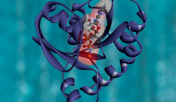 Liron_David_Lab_Proteins_in_Immune_System