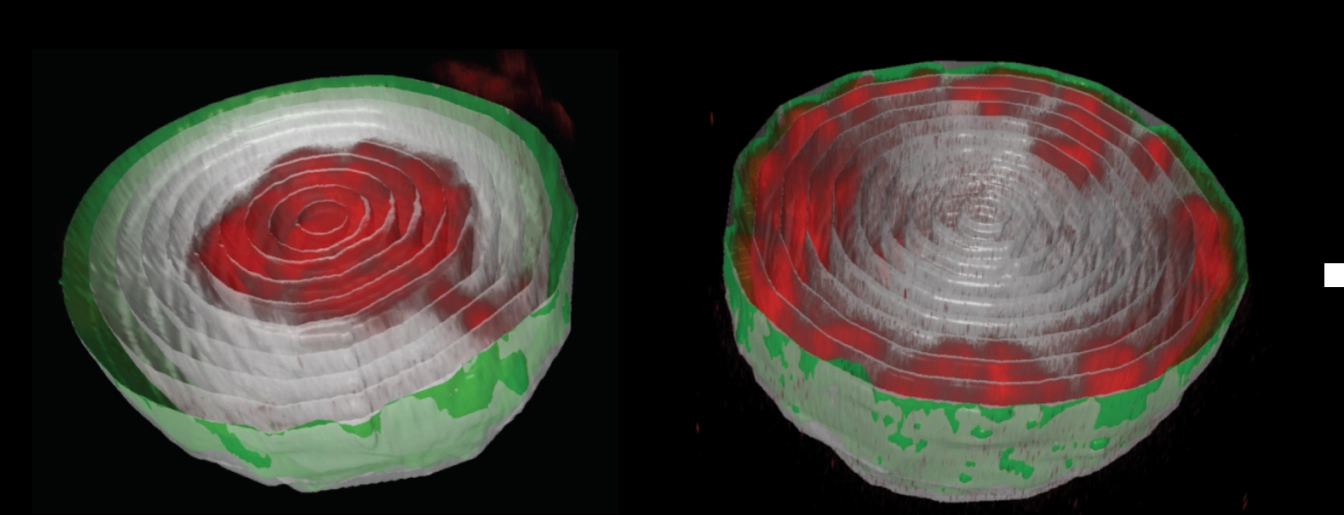 Muscle Nucleus Mechanobiology Lab Lab Image