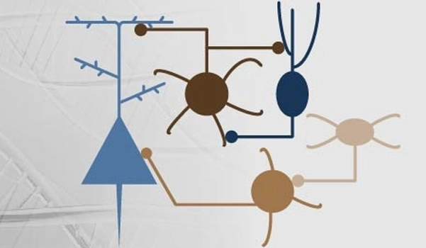 Ivo_Spiegel_experience_regulated_brain_function