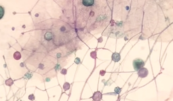 Tamar_Ben_Shaanan_Sensory_Neurons